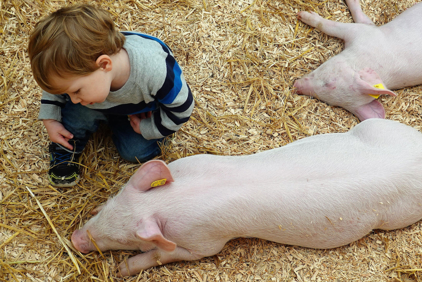 Junges Kind begutachtet Schwein im Stroh
