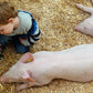 Junges Kind begutachtet Schwein im Stroh