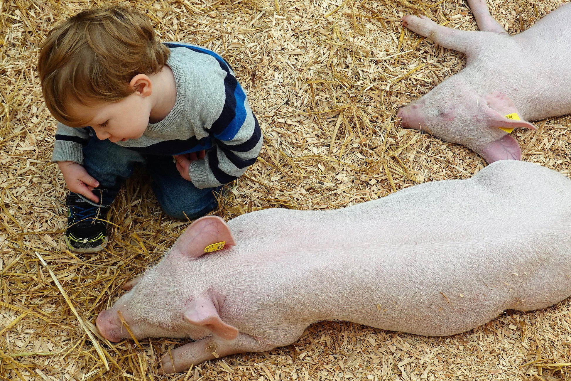 Junges Kind begutachtet Schwein im Stroh