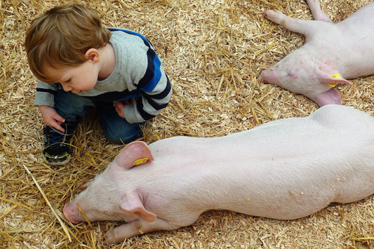 Junges Kind begutachtet Schwein im Stroh